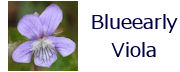 blueearlyviola